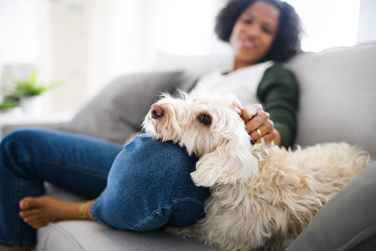 L&rsquo;homme peut-il être contaminé par les puces de son chien