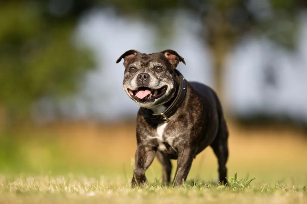 vieux Staffordshire Bull terrier
