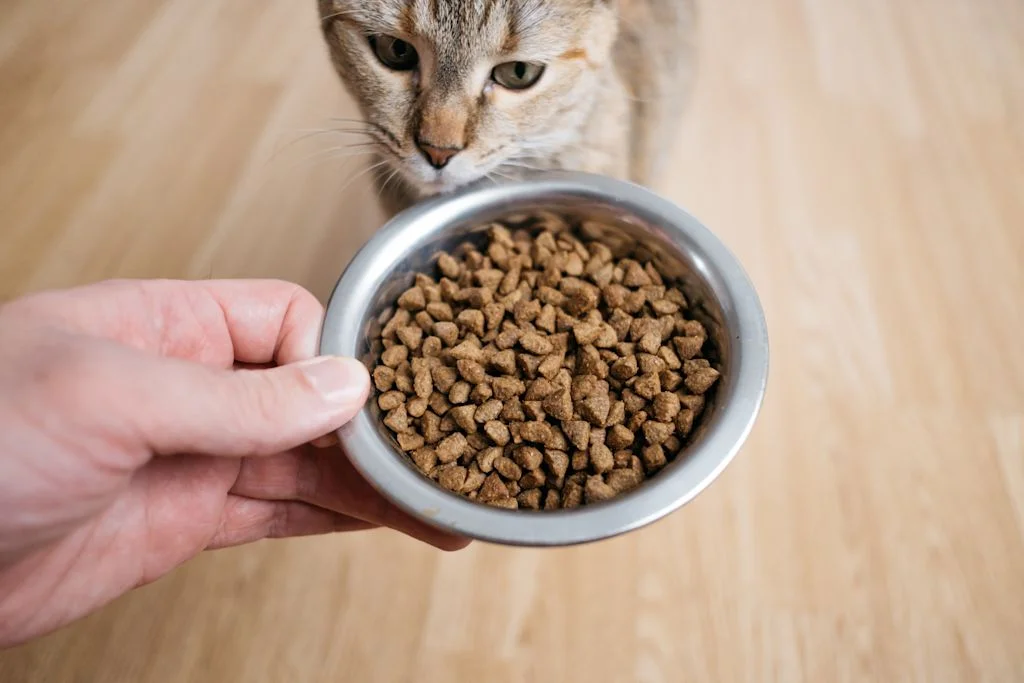 croquettes chat