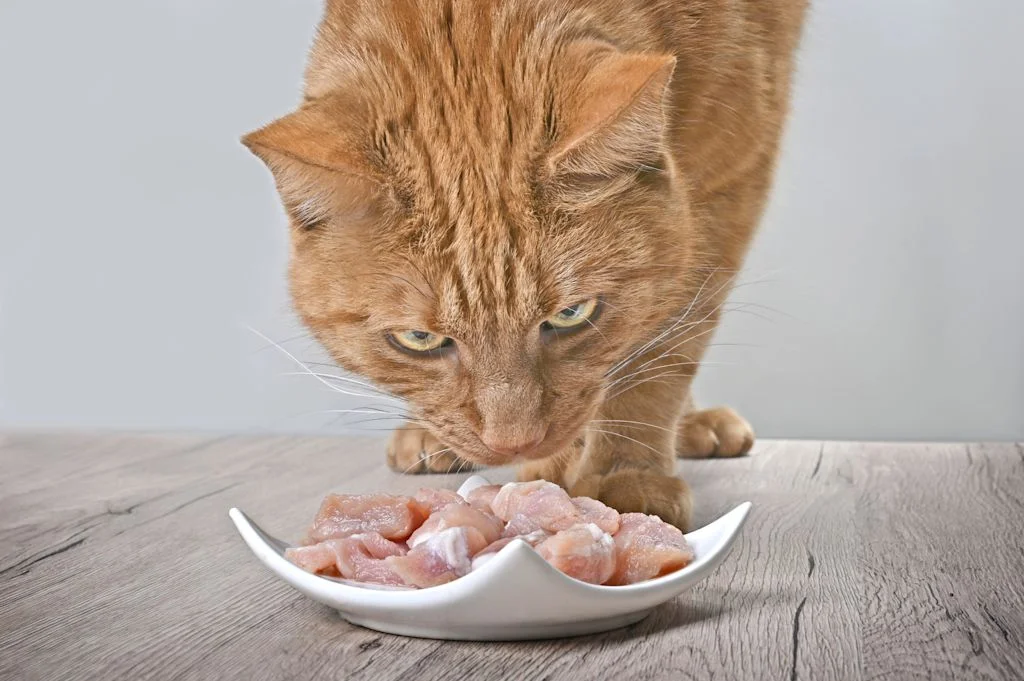 chat qui mange de la viande de qualit&eacute;