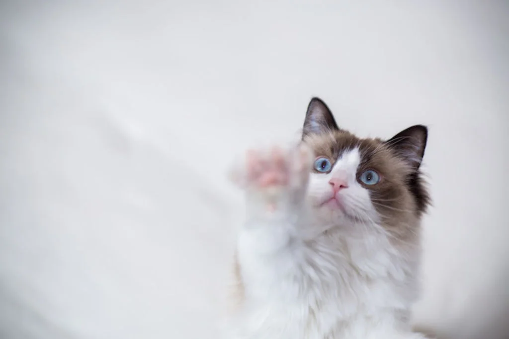assurer son chaton ragdoll