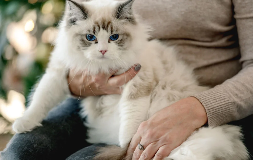 caractere du ragdoll