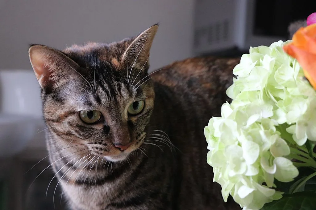 chat fleur