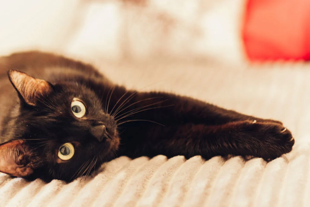 chat noir et allergie