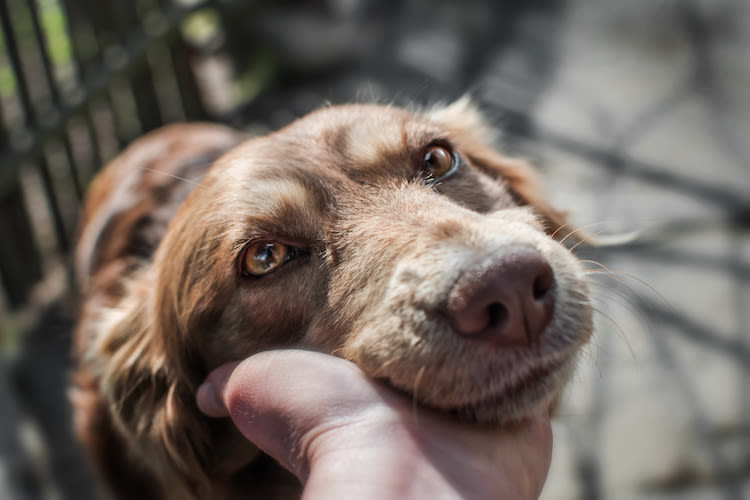 Mon chien a le nez qui coule : pourquoi et que faire ?