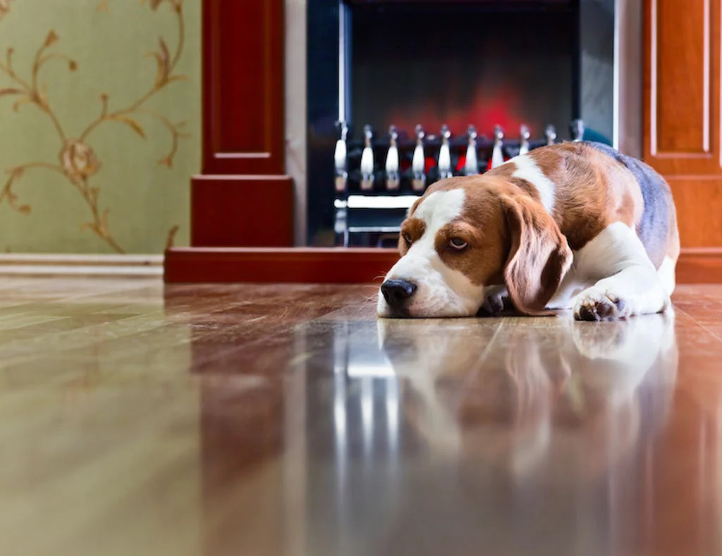 coup de froid chez le chien