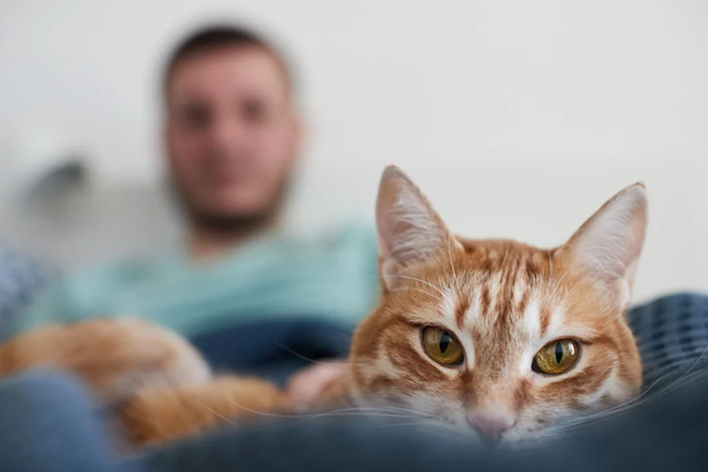 etre allergique au chat