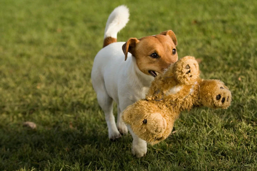 jouet garde chien