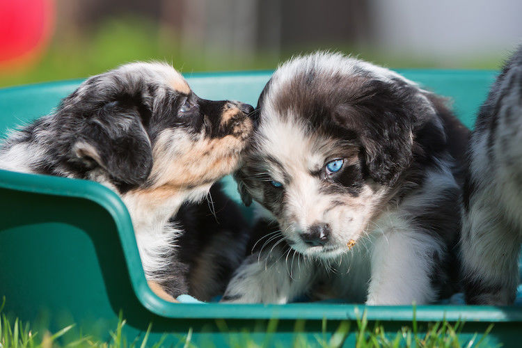 Noms de chiens en 2024 : c&rsquo;est la lettre V, cette année !