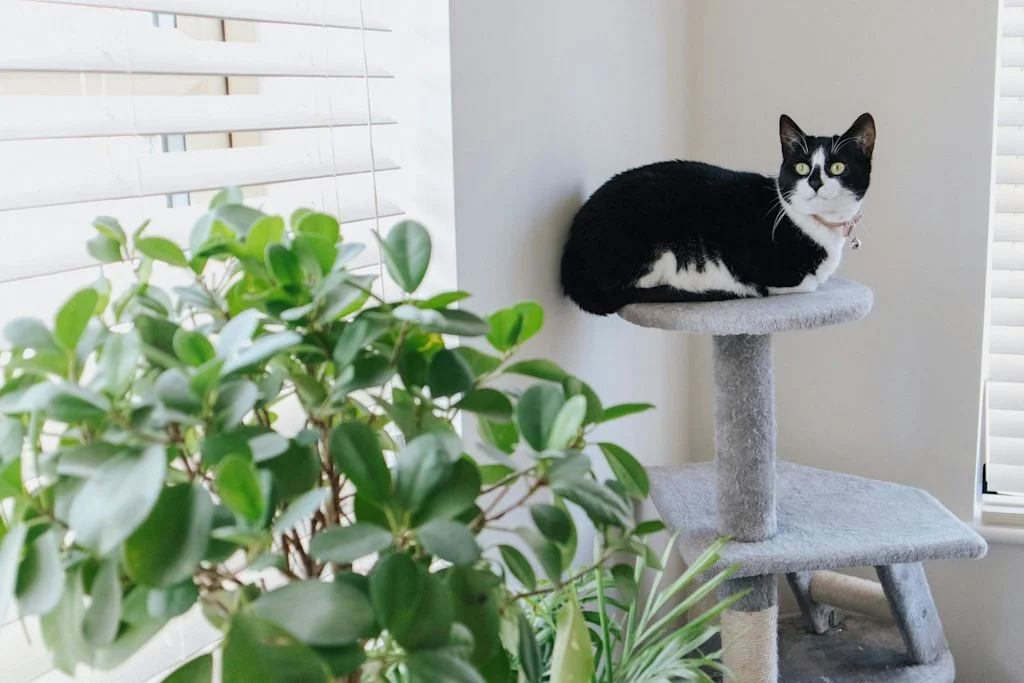chat assis pr&egrave;s d'une plante
