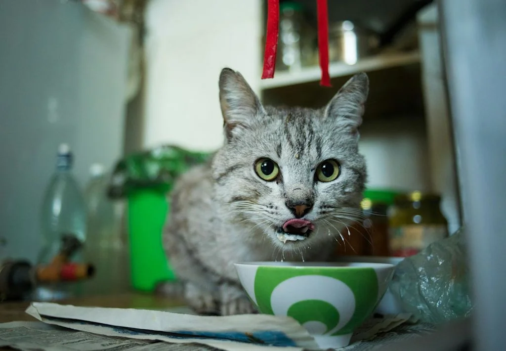 chat qui boit dans un bol