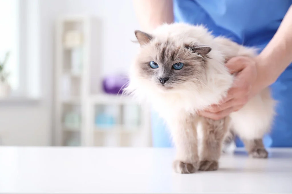 ragdoll frais veterinaires