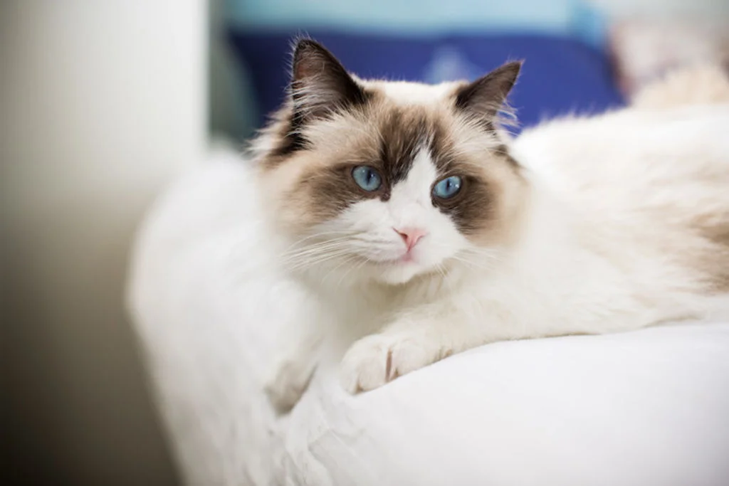 ragdoll un chat robuste