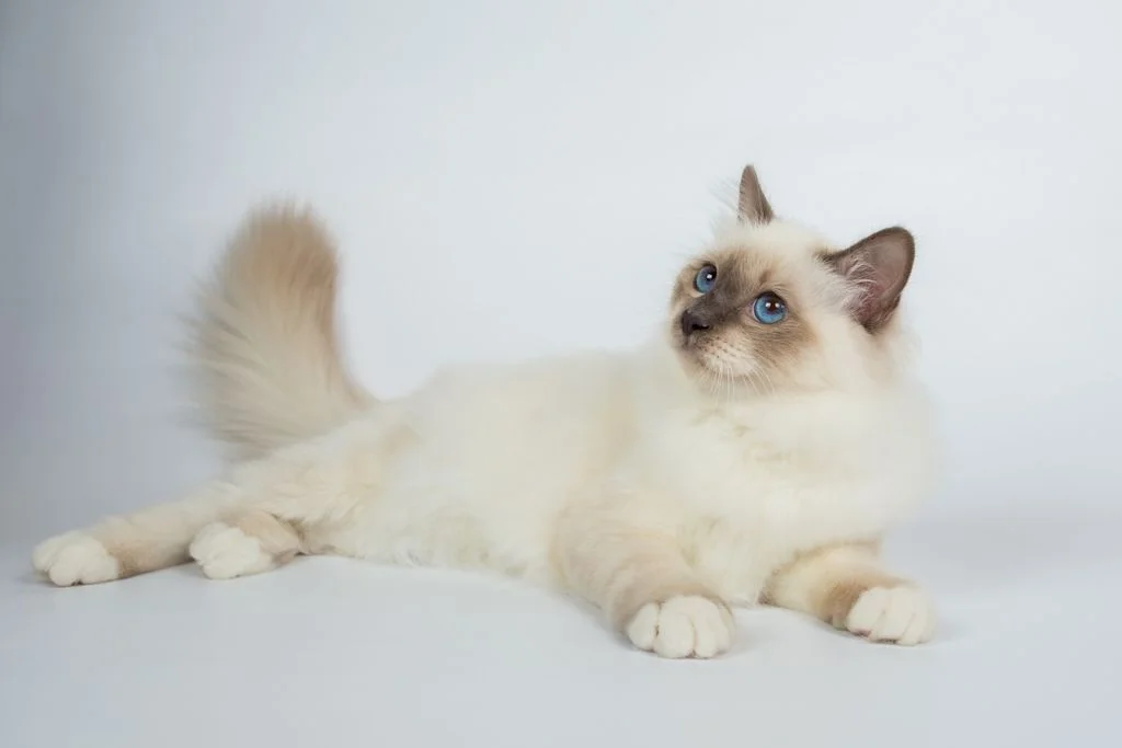 SV - ragdoll corps