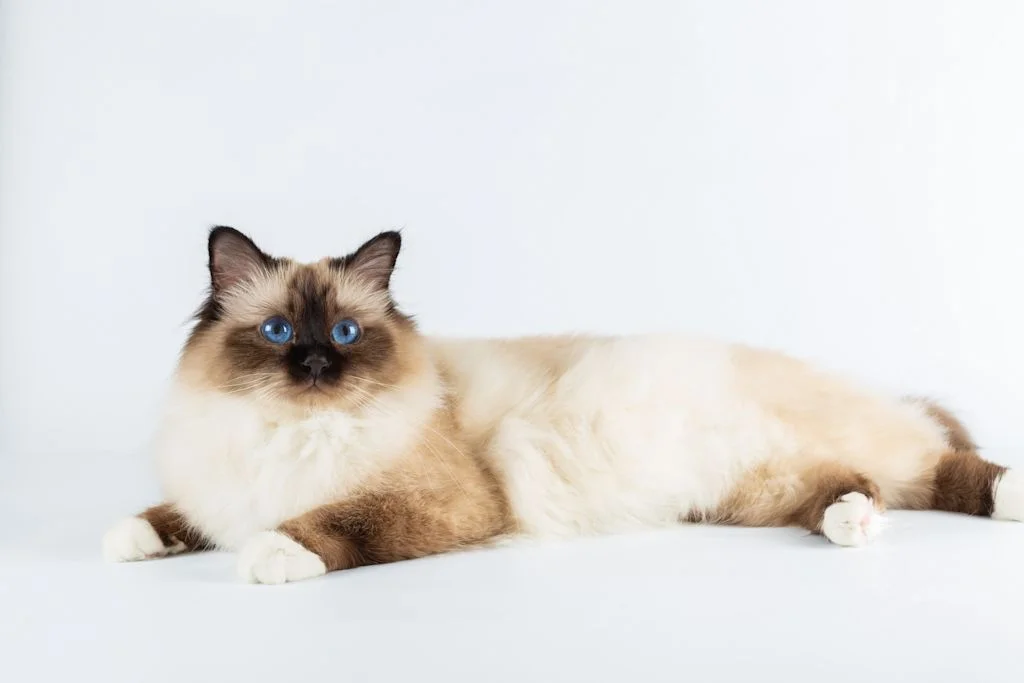 SV - Ragdoll