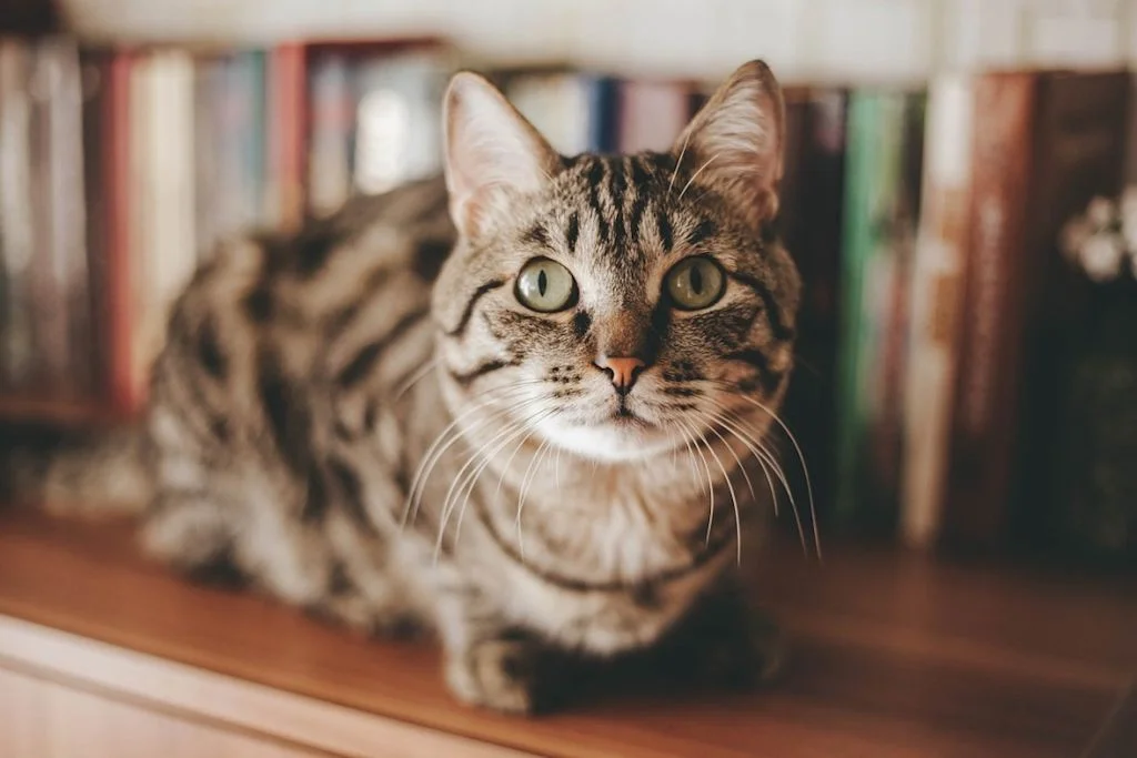 Chat dans une bibliothèque