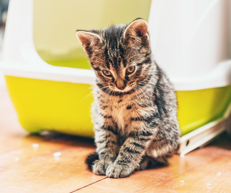 Mon chat fait pipi partout, quelles sont les solutions ?