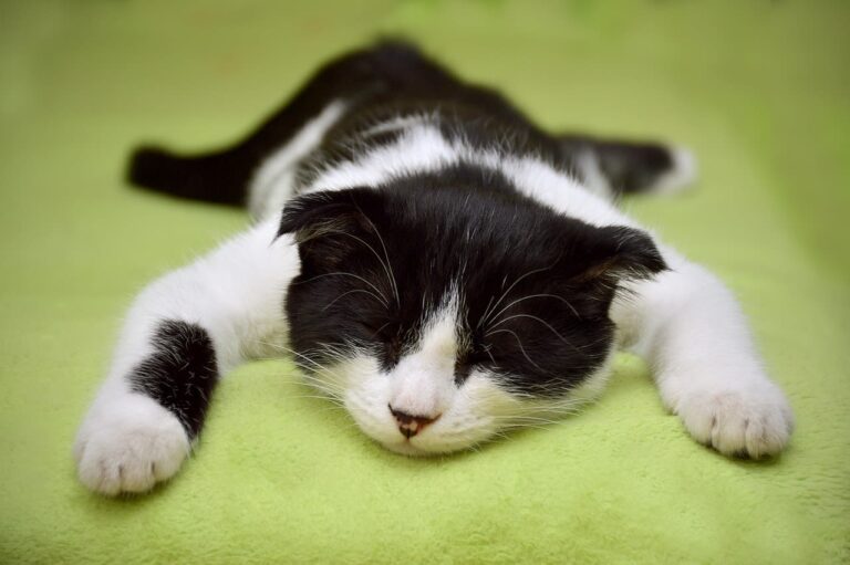 Est-ce normal si mon chat dort tout le temps ?