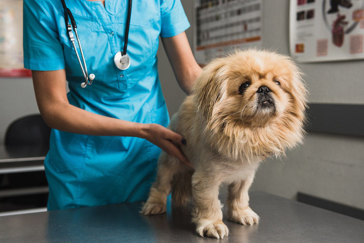 Insuffisance rénale chez le chien : diagnostic et traitement