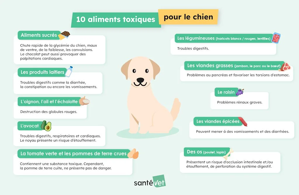 aliments toxiques chien