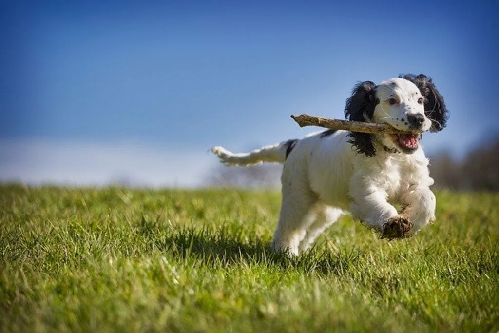 activité chien