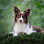 Race  de chien : Berger américain miniature
