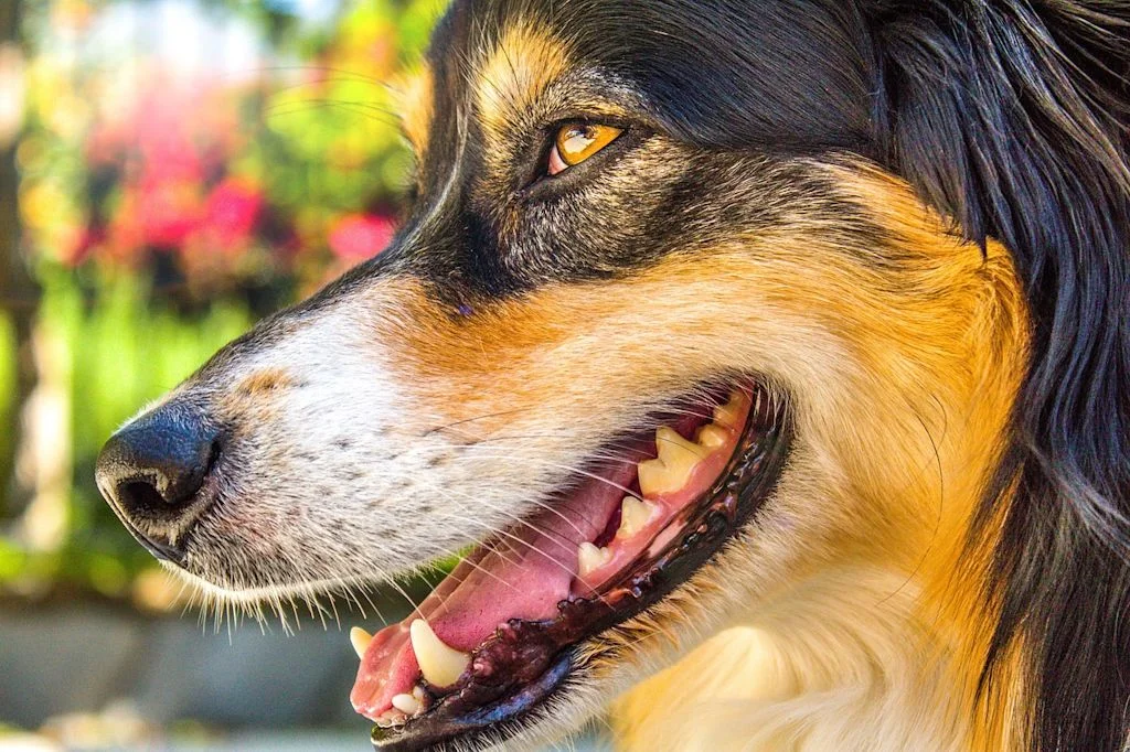 bouche de chien