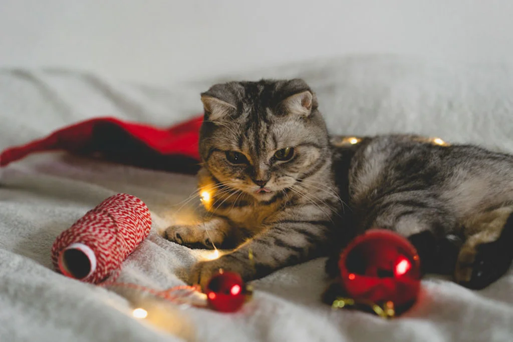 boule de noel danger pour le chat