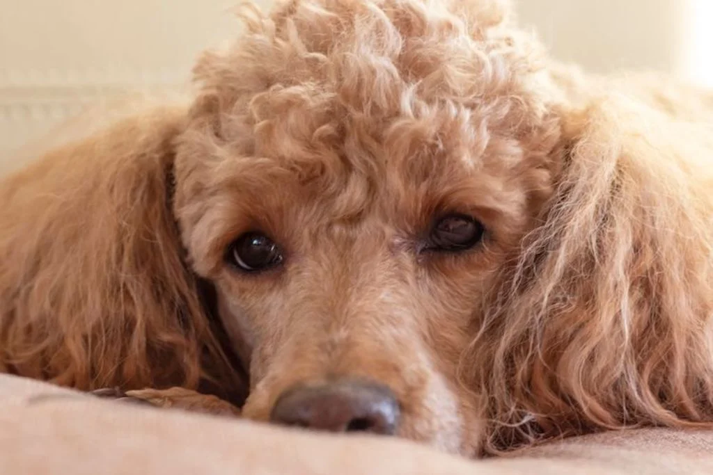 caniche_maladie_de_cushing