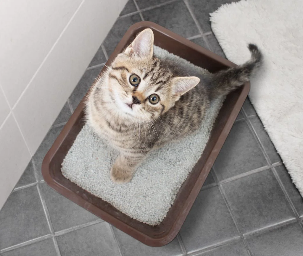 chat_pipi_partout_conseils