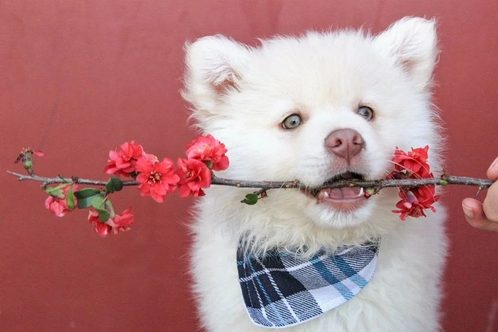 Chien avec une branche dans la gueule