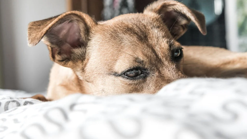 chien constipe