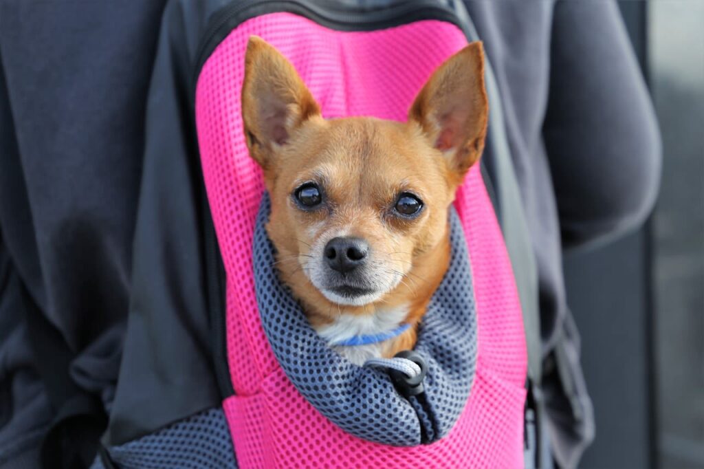 Comment porter un chien sans risquer de le blesser