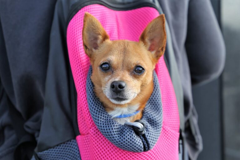 Comment porter un chien sans risquer de le blesser