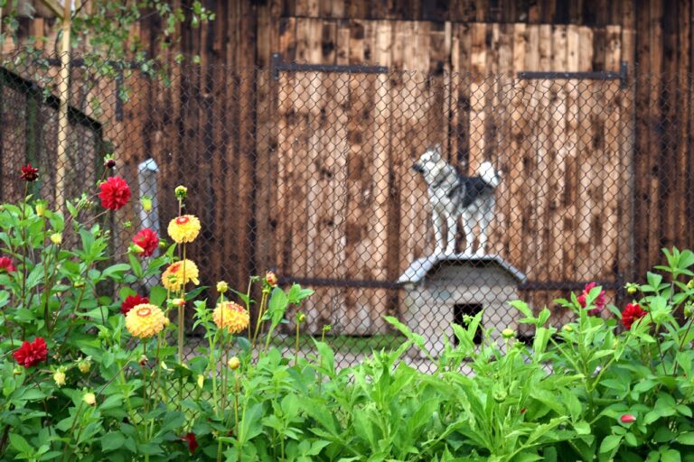 Faire garder son chien en pension : conseils
