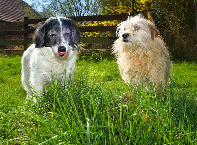 Chien constipé : pourquoi et comment le soigner ?