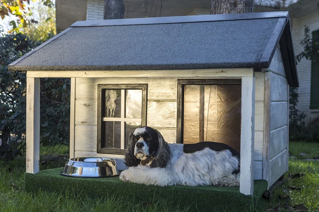 chien en pension