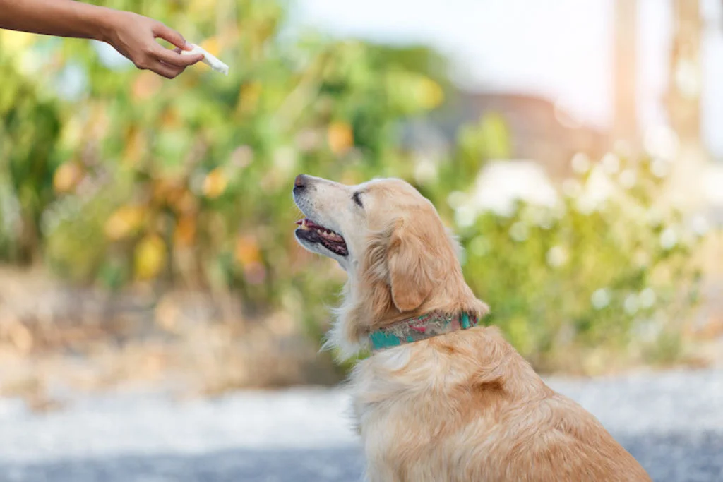chien et friandise
