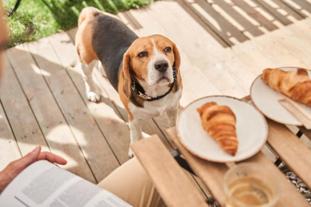 chien gateau et pain