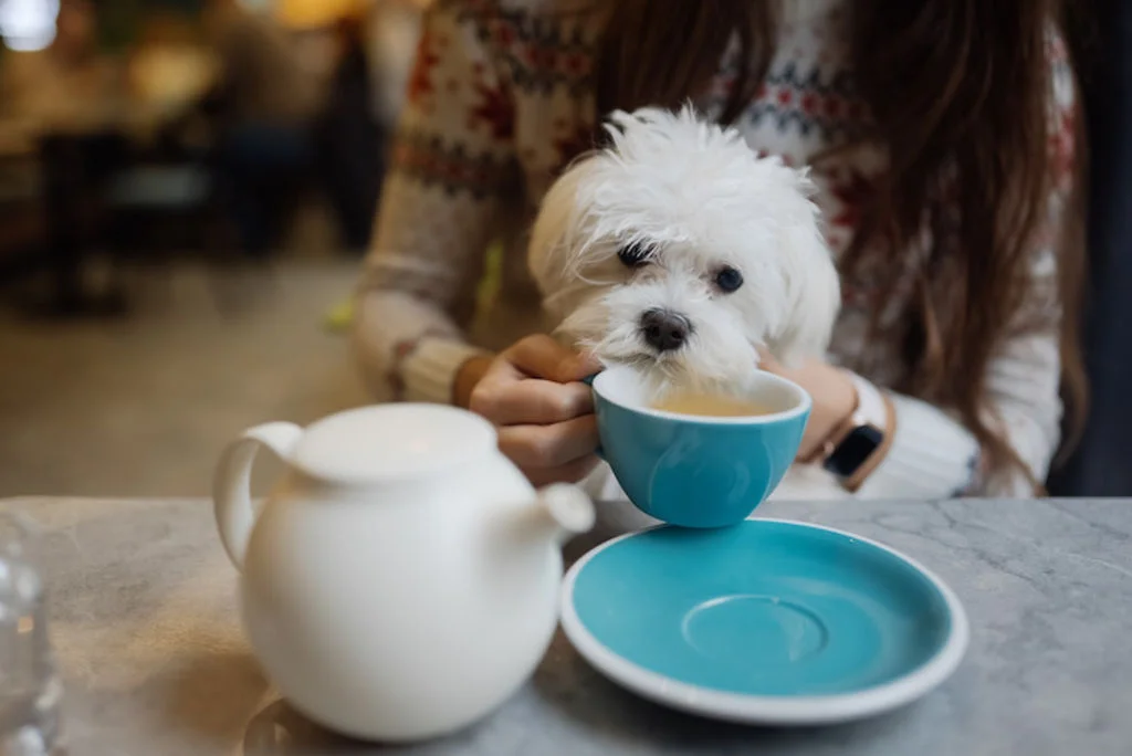 chien lait cafe