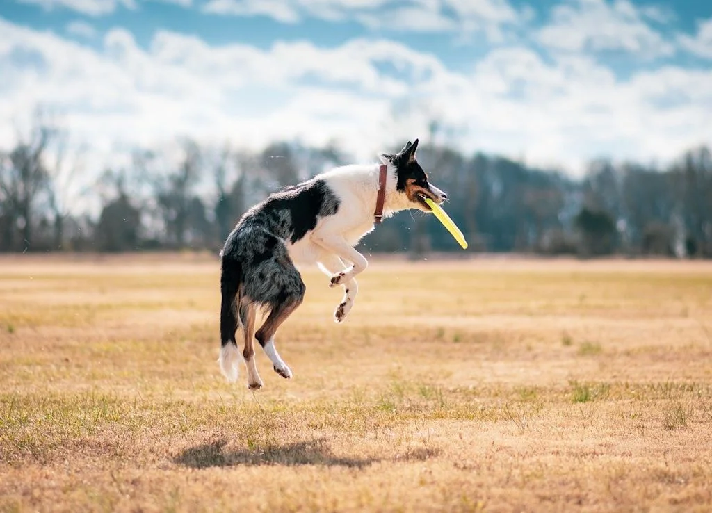 chien qui joue au frisbee