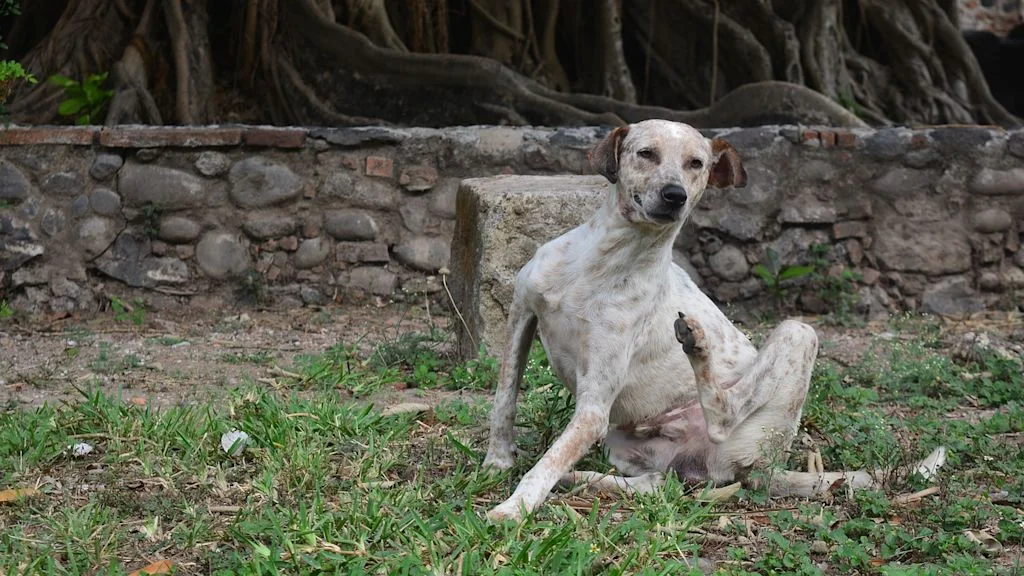 chien qui se gratte