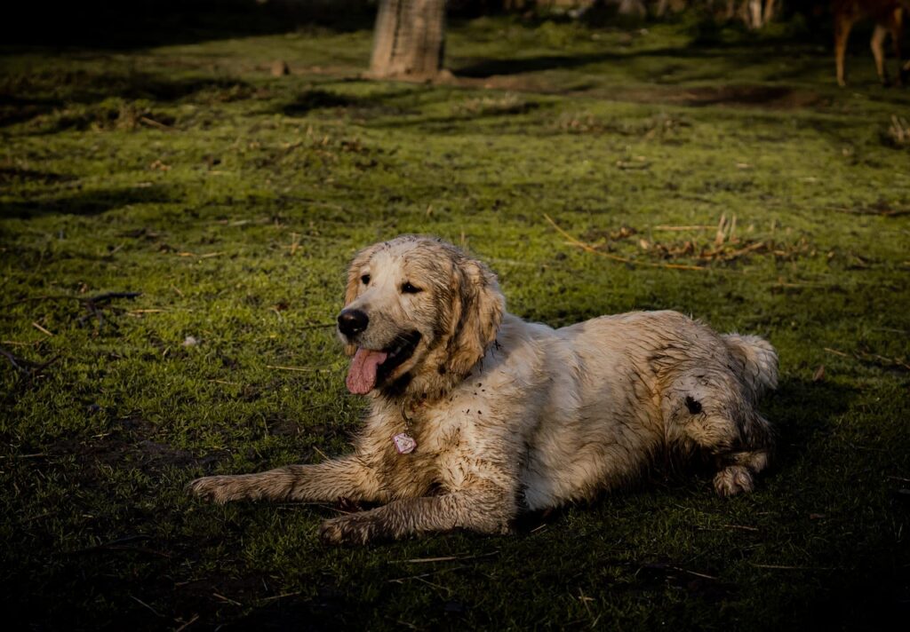 Pourquoi mon chien sent mauvais ?
