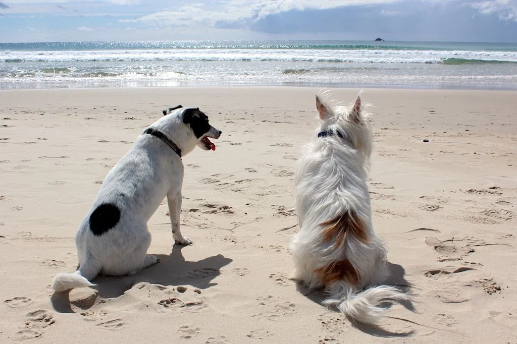 chiens à la plage
