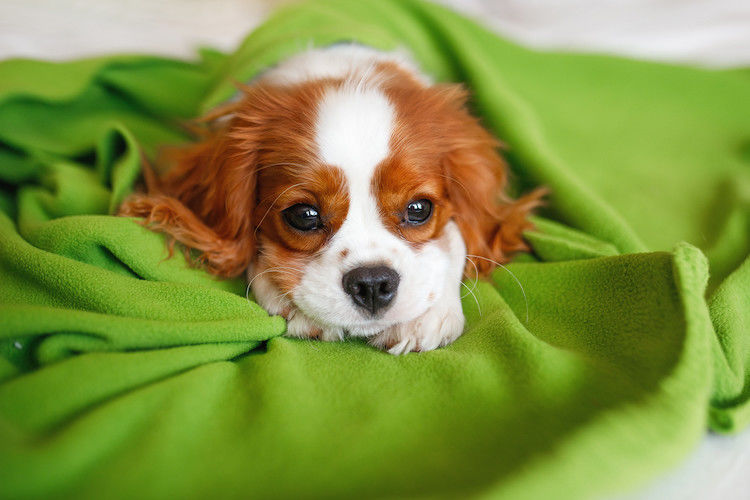 Quelle assurance santé pour son Cavalier King Charles ?