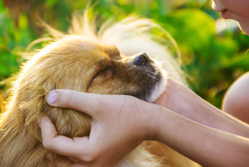 conjonctivite chien signes