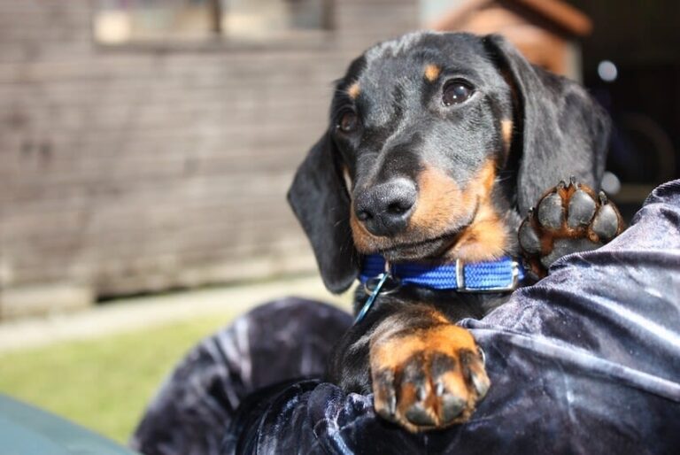 Toux du chenil chez le chien : symptômes et prévention