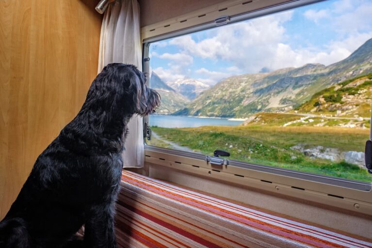 Comment partir en vacances avec son chien ?
