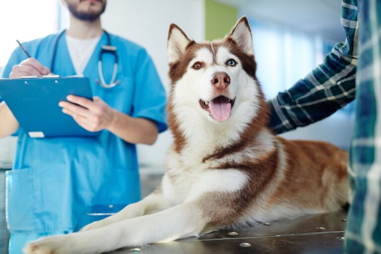 La dysplasie des hanches chez le chien