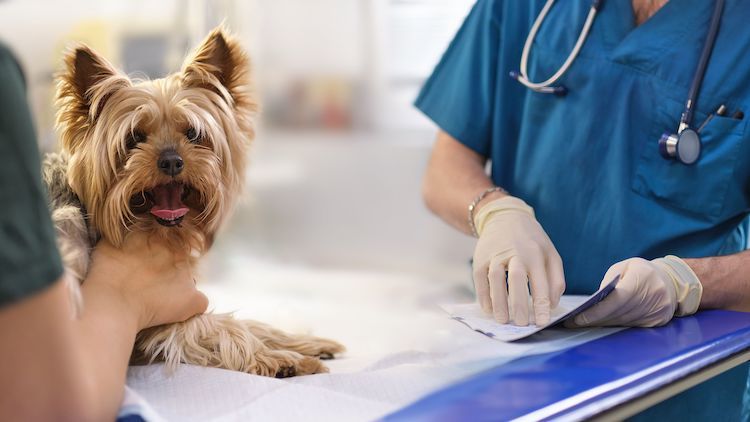 Traitement du syndrome de Cushing chez le chien